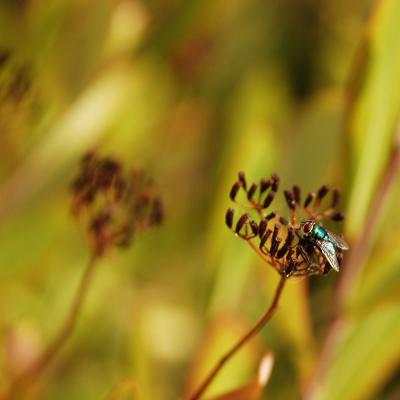 Прикрепленное изображение: bug_0027.jpg